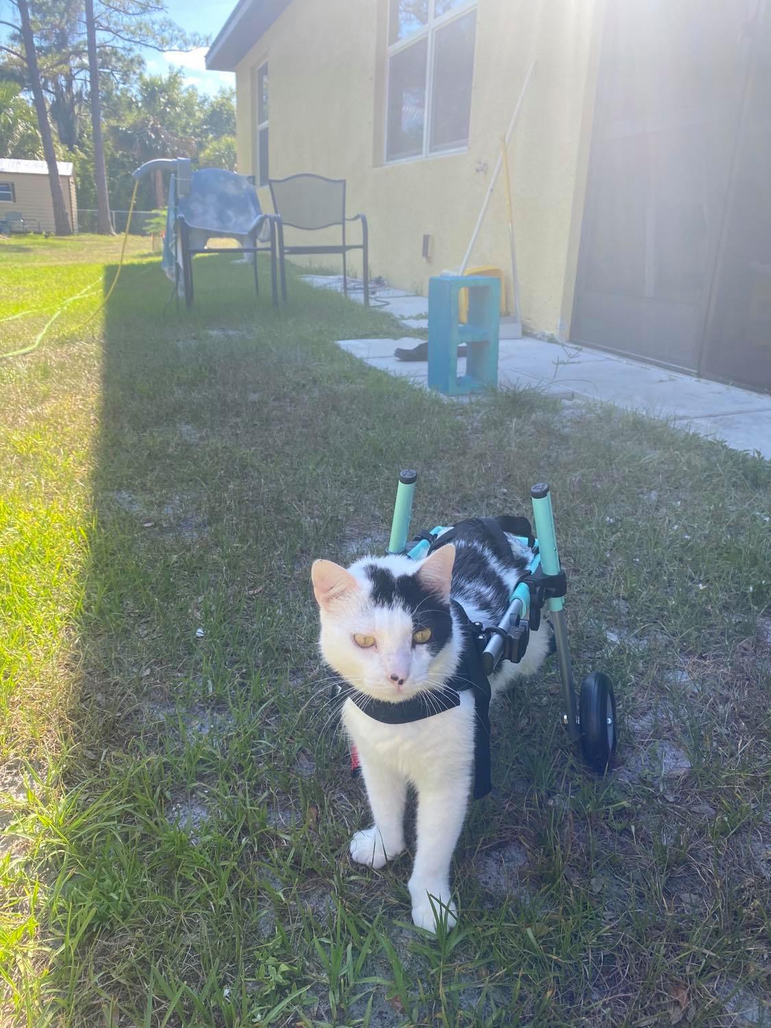 Enlarge Sammy, a Adoptable mixed breed in Miami Beach, FL image 2/3