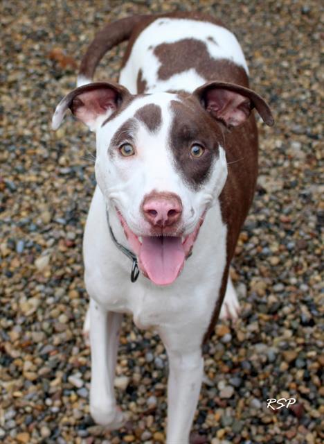 Enlarge REGGIE, a Adoptable mixed breed in Fort Wayne, IN image 1/1