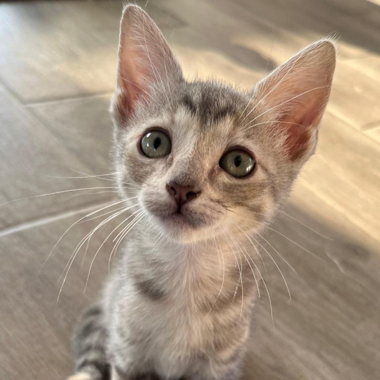 Enlarge Tommy, an adopted Domestic Short Hair in Santa Barbara, CA image 1/4