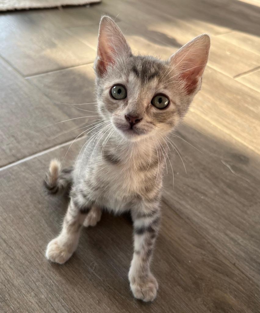 Enlarge Tommy, an adopted Domestic Short Hair in Santa Barbara, CA image 4/4