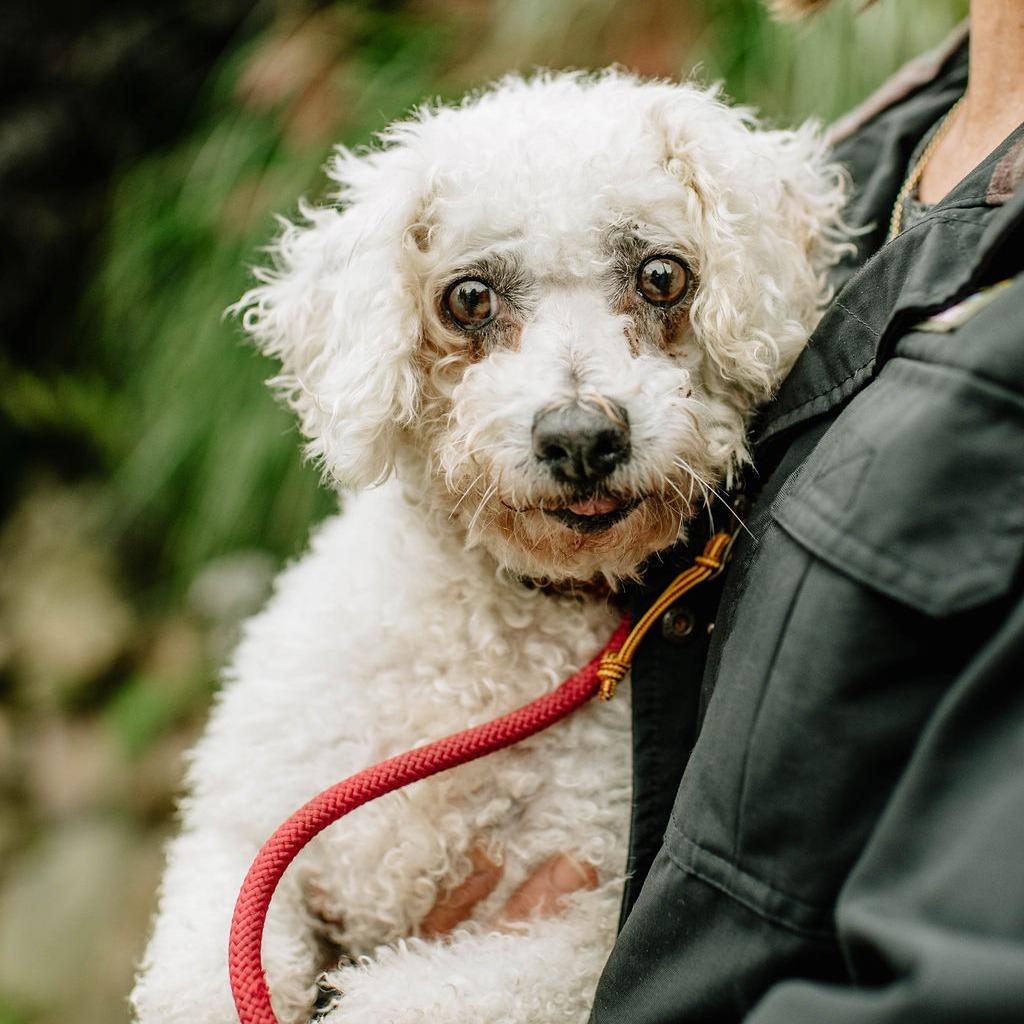 Maude, Adoptable, Adult Female Bichon Frise.