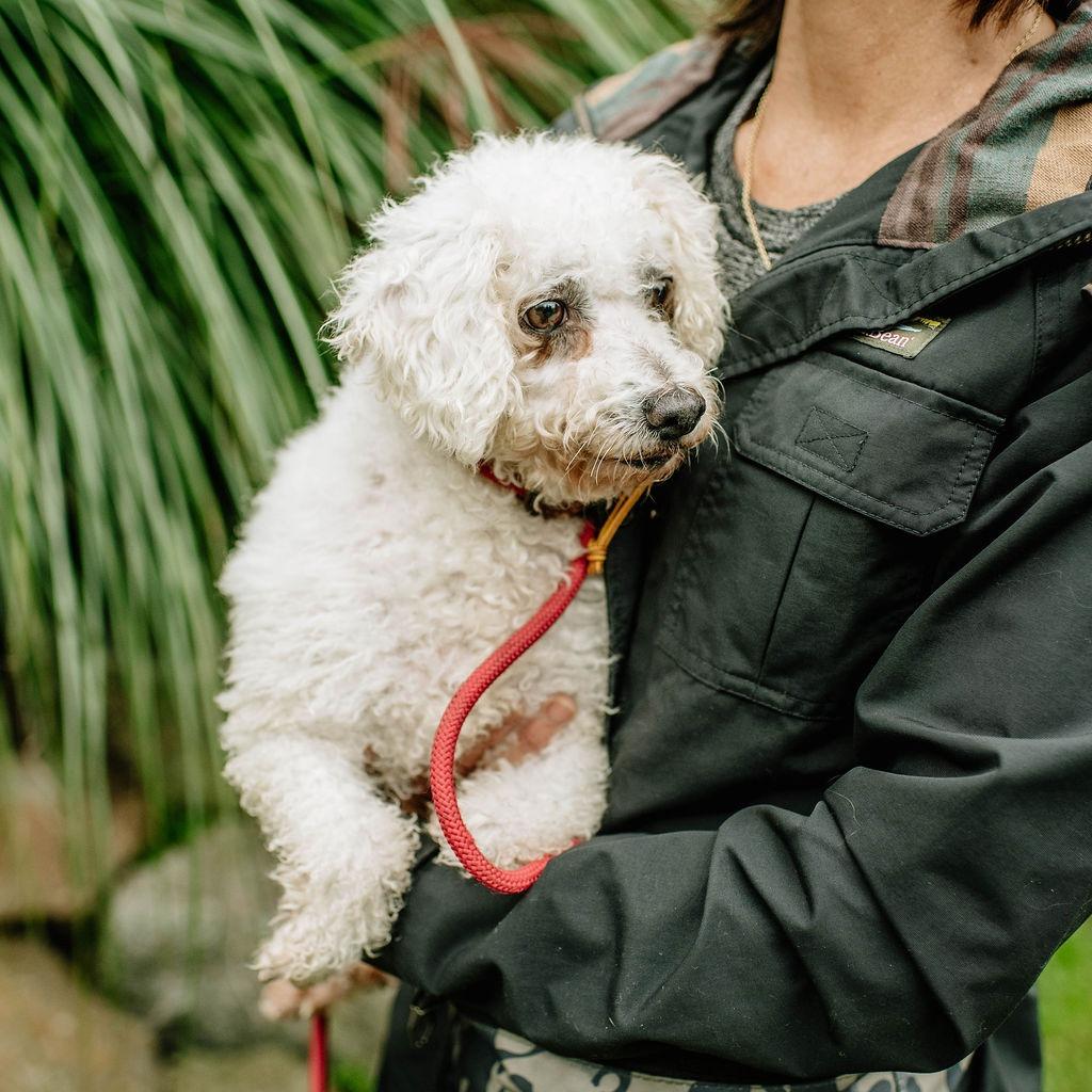 Enlarge Maude, a Adoptable Bichon Frise in Chester Springs, PA image 2/4