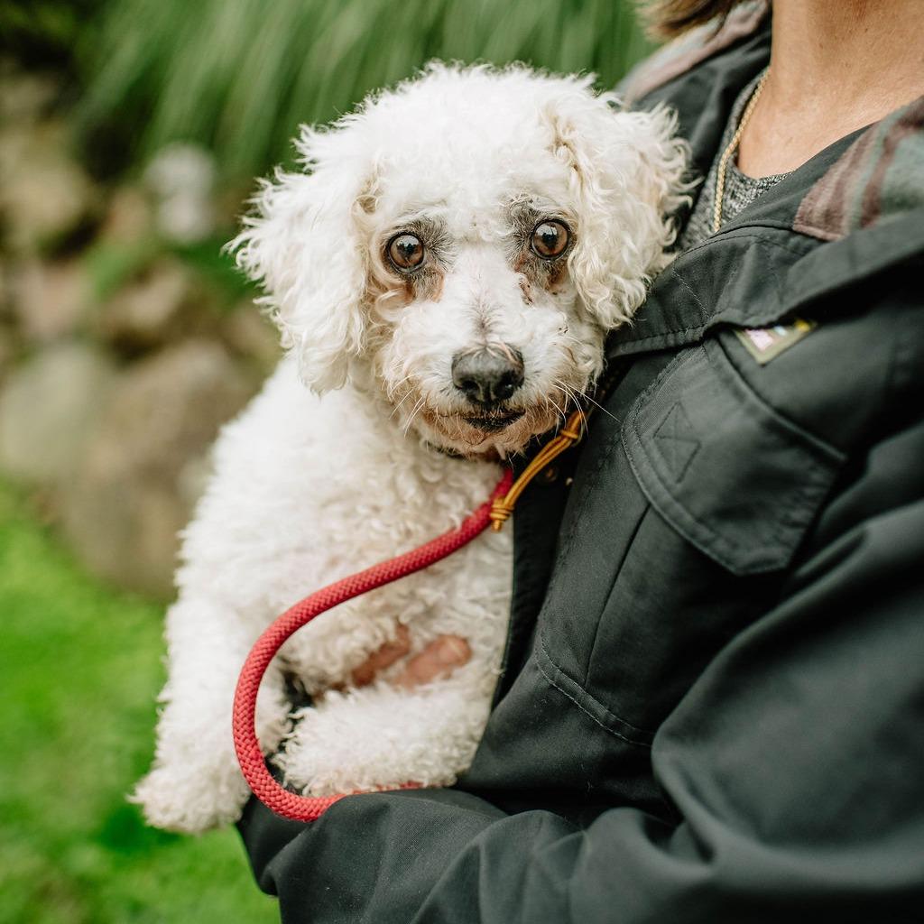 Enlarge Maude, a Adoptable Bichon Frise in Chester Springs, PA image 3/4