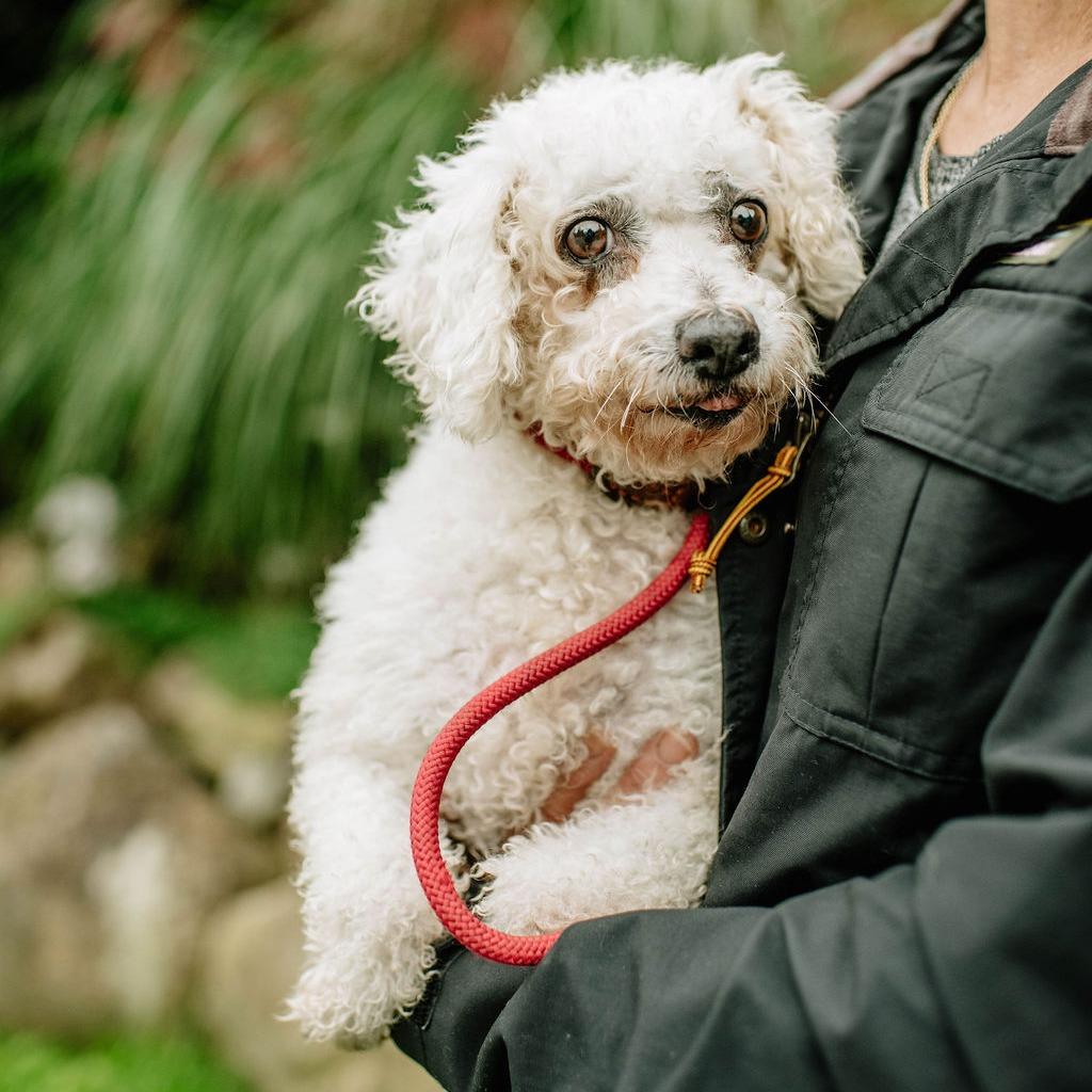 Enlarge Maude, a Adoptable Bichon Frise in Chester Springs, PA image 4/4