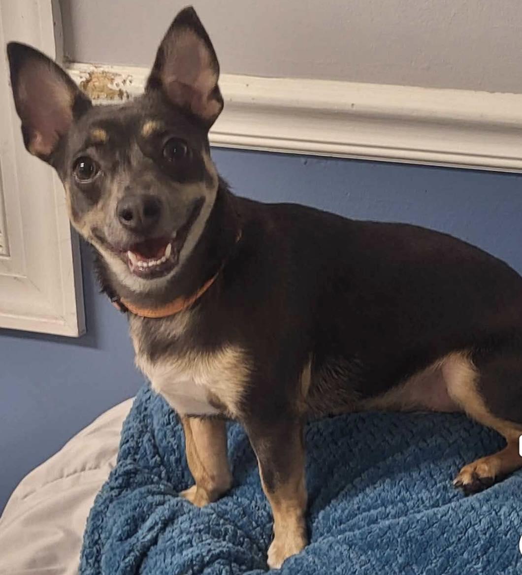 Enlarge Mae Mae, an adopted mixed breed in Sunderland, MD image 1/1