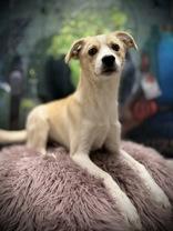 Enlarge Rocky, a Adopted mixed breed in Eagle, CO image 5/6