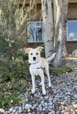 Enlarge Rocky, a Adopted mixed breed in Eagle, CO image 2/6