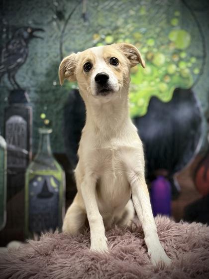 Enlarge Rocky, a Adopted mixed breed in Eagle, CO image 6/6