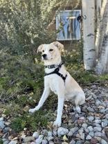 Enlarge Rocky, a Adopted mixed breed in Eagle, CO image 4/6