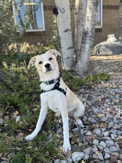 Enlarge Rocky, a Adopted mixed breed in Eagle, CO image 1/6