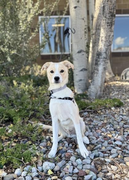 Enlarge Rocky, a Adopted mixed breed in Eagle, CO image 3/6