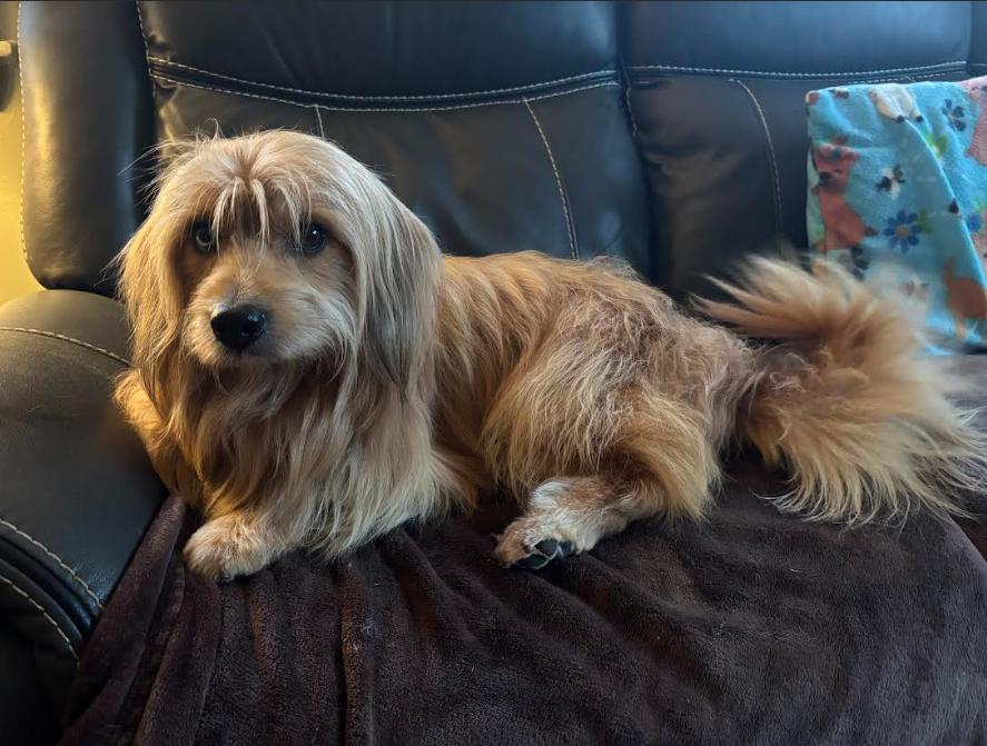 Remi Jo Adopted, Adopted, Young Male Havanese.