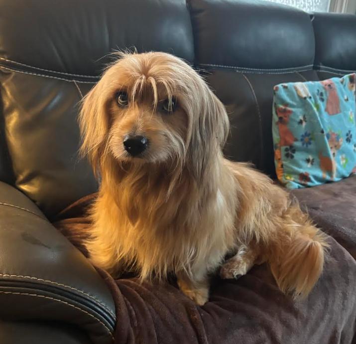 Enlarge Remi Jo Adopted, a Adopted Havanese in Cranston, RI image 2/3