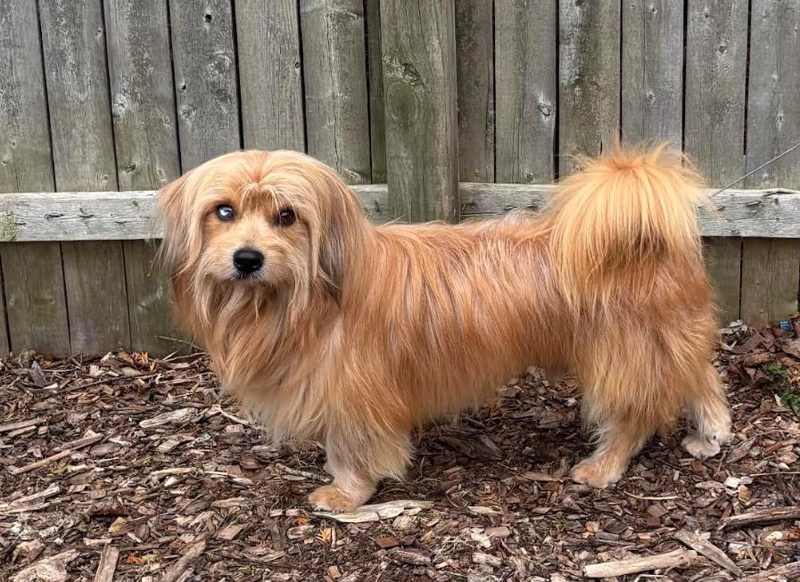 Enlarge Remi Jo Adopted, a Adopted Havanese in Cranston, RI image 3/3