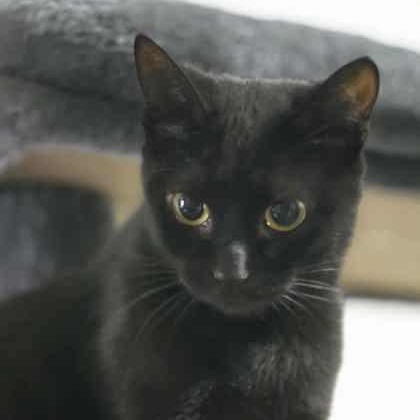 Meemaw, ADOPTABLE, Adult Female Domestic Short Hair.