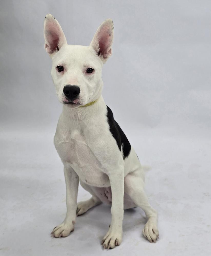 Enlarge Oreo, a Adoptable mixed breed in Sedalia, CO image 1/6