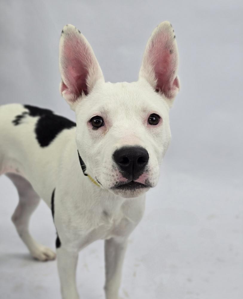Enlarge Oreo, a Adoptable mixed breed in Sedalia, CO image 2/6