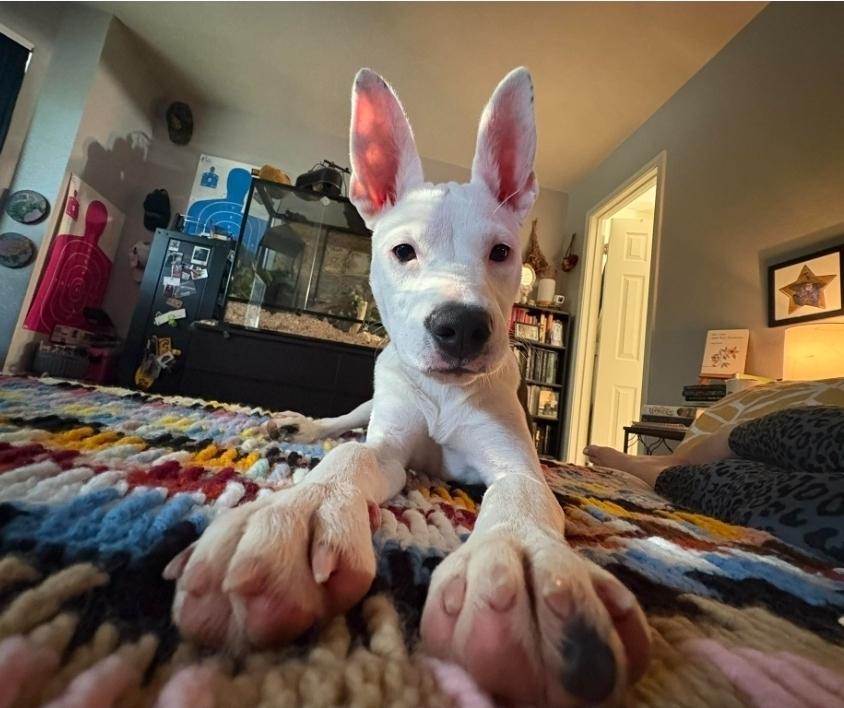 Enlarge Oreo, a Adoptable mixed breed in Sedalia, CO image 4/6