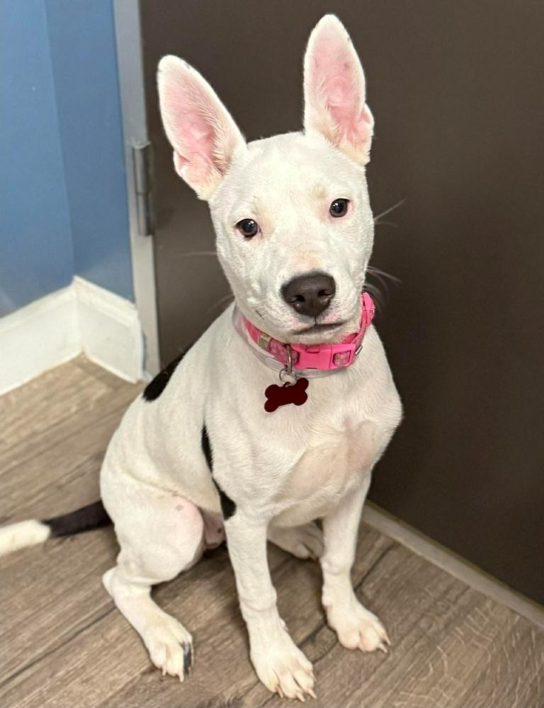 Enlarge Oreo, a Adoptable mixed breed in Sedalia, CO image 5/6