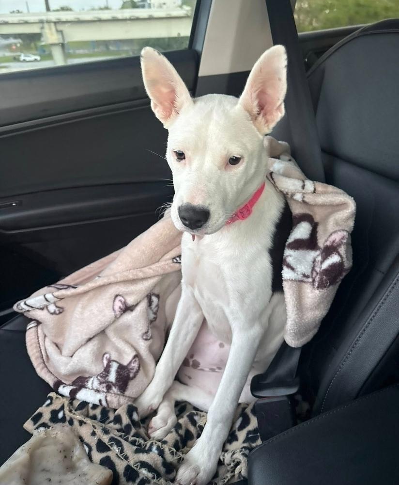 Enlarge Oreo, a Adoptable mixed breed in Sedalia, CO image 6/6