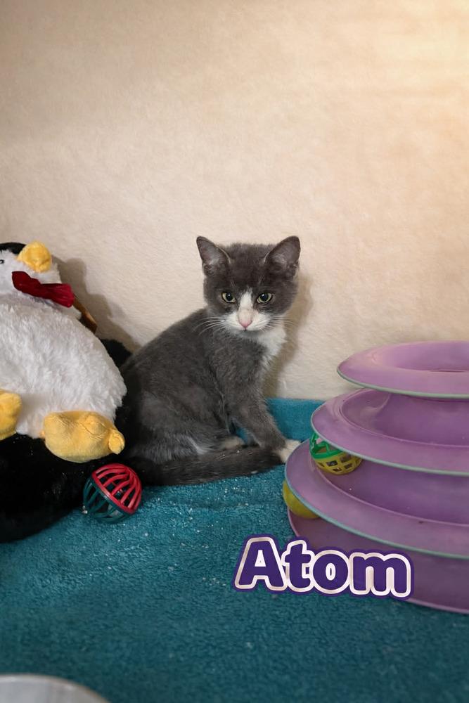 Atom, Adoptable, Kitten Male Russian Blue.