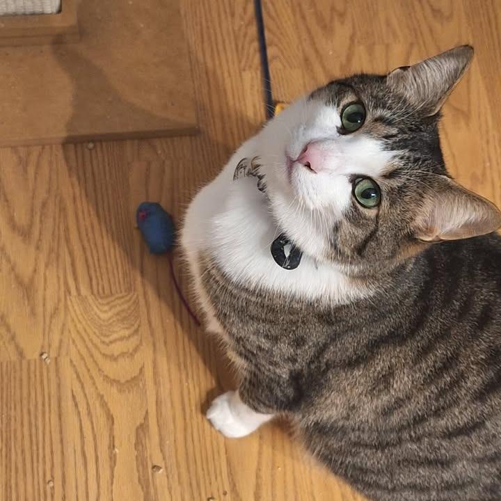 Enlarge Kiko, a Adoptable Domestic Short Hair in Ferndale, WA image 1/2