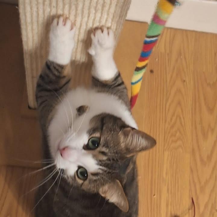 Enlarge Kiko, a Adoptable Domestic Short Hair in Ferndale, WA image 2/2