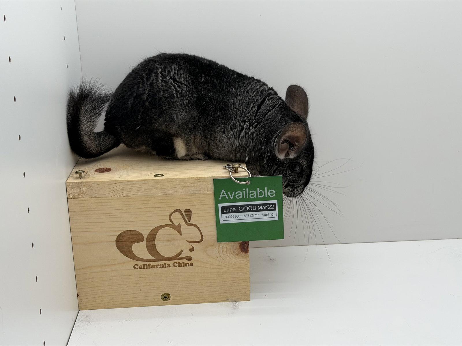 Lupe, Adoptable, Adult Female Chinchilla.