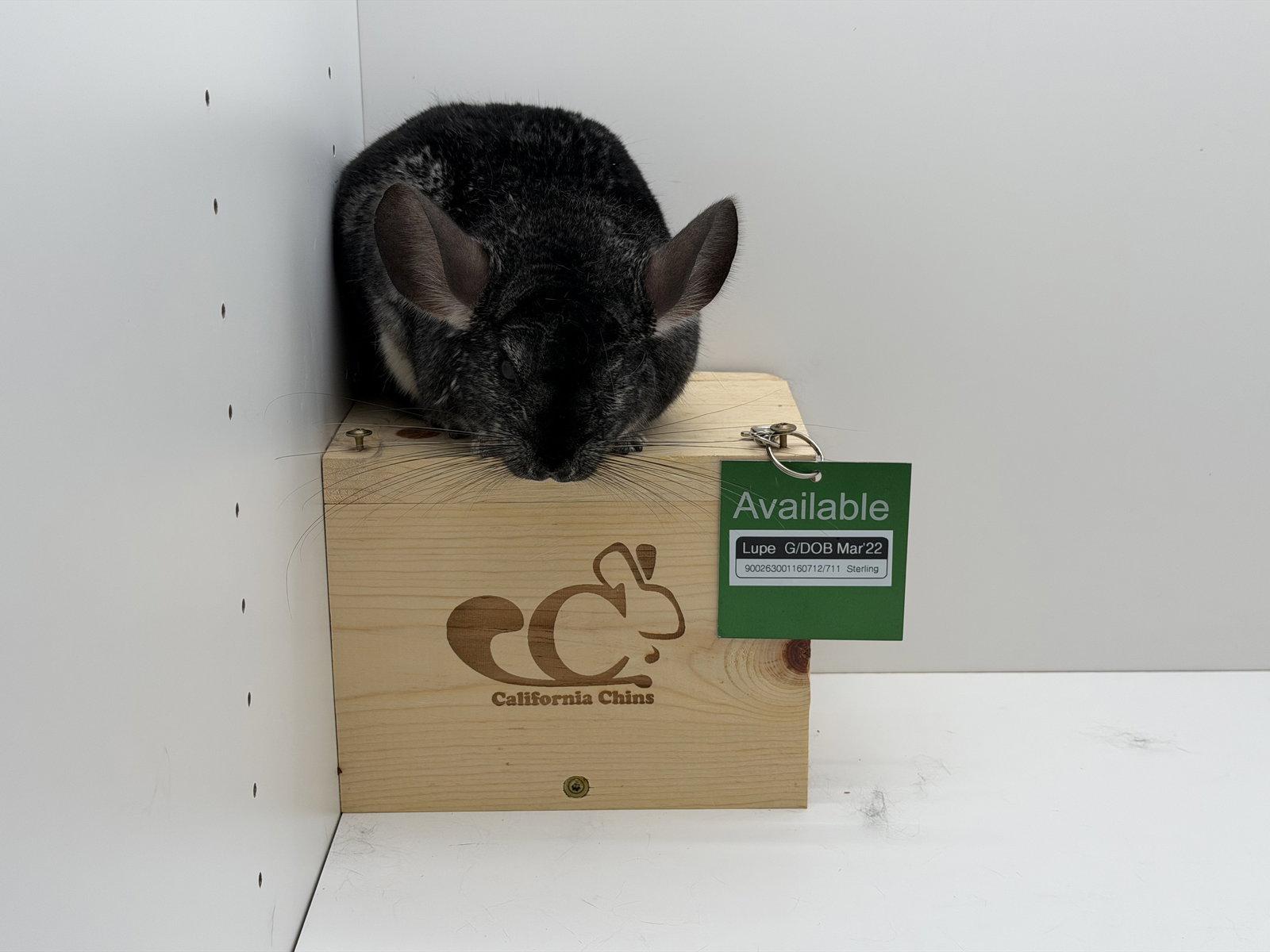 Enlarge Lupe, a Adoptable Chinchilla in Sunnyvale, CA image 2/3