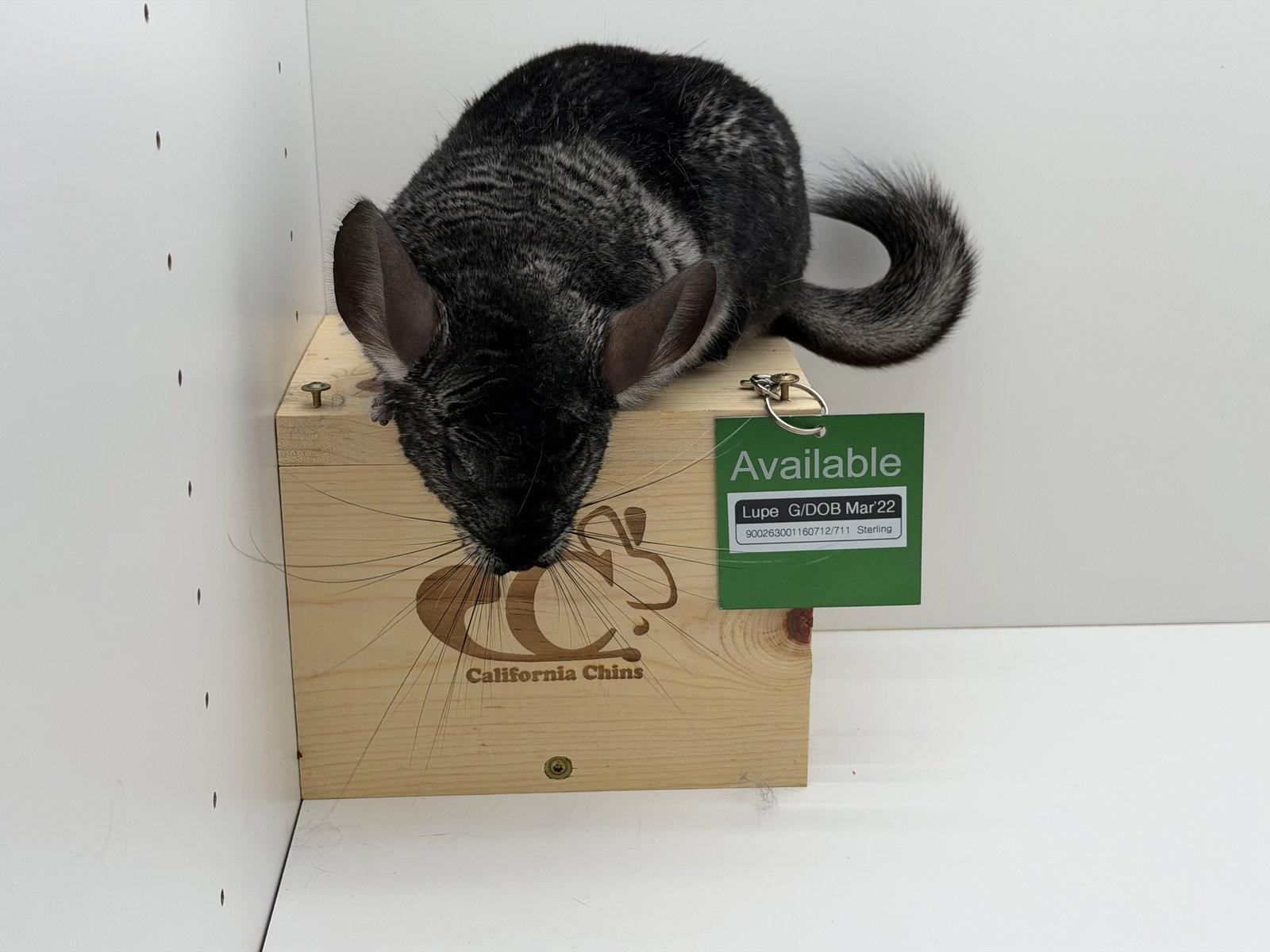 Enlarge Lupe, a Adoptable Chinchilla in Sunnyvale, CA image 3/3