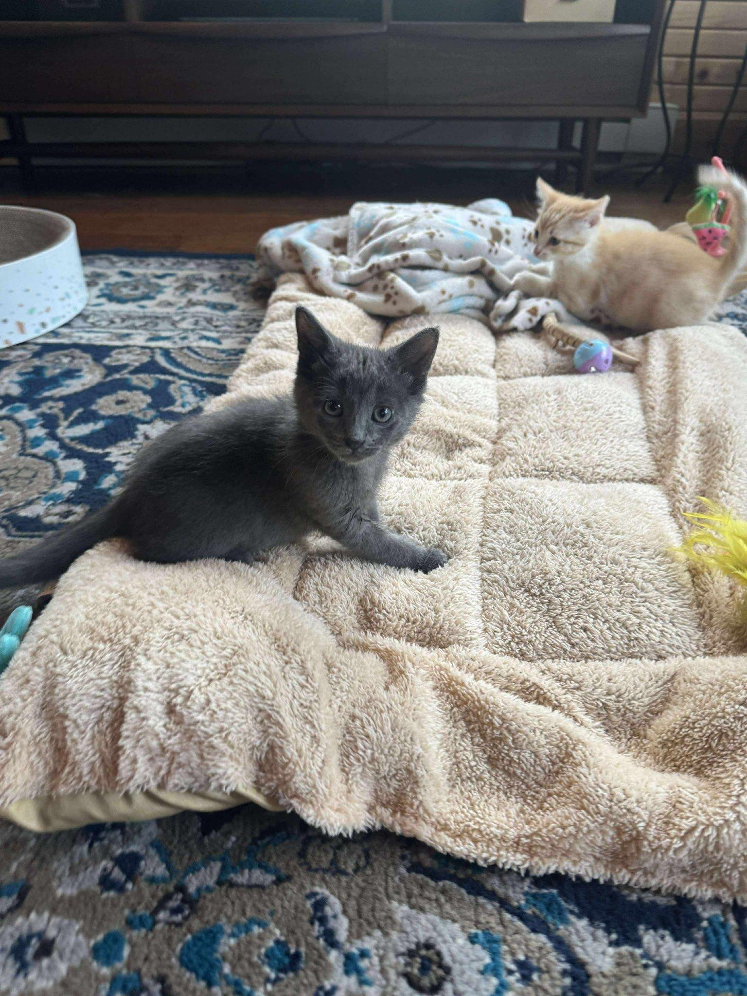 Enlarge eeyore, a Adoptable Domestic Short Hair in Macomb, MI image 1/1