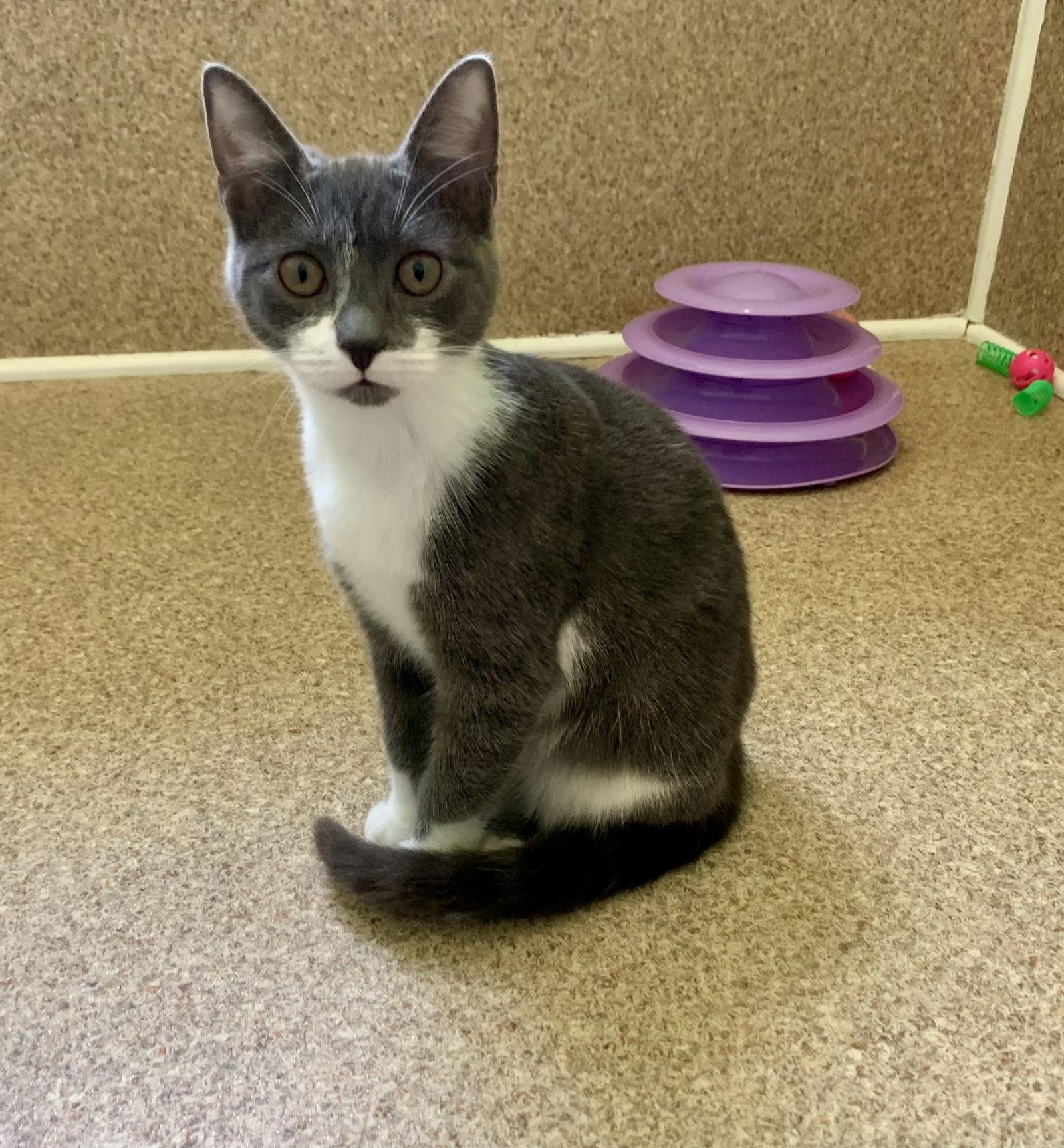 Enlarge Nelly, a Adoptable Domestic Short Hair in Mc Cormick, SC image 1/3