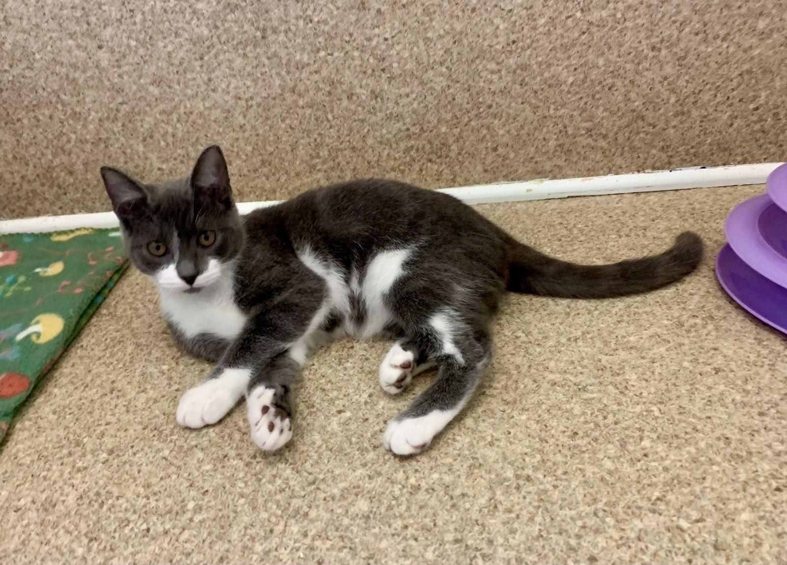 Enlarge Nelly, a Adoptable Domestic Short Hair in Mc Cormick, SC image 2/3