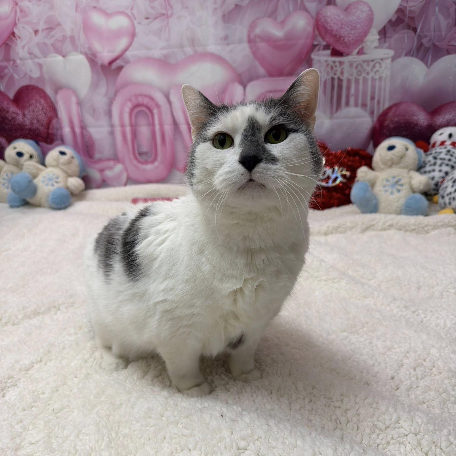 Nugget, Adoptable, Adult Female Domestic Short Hair.