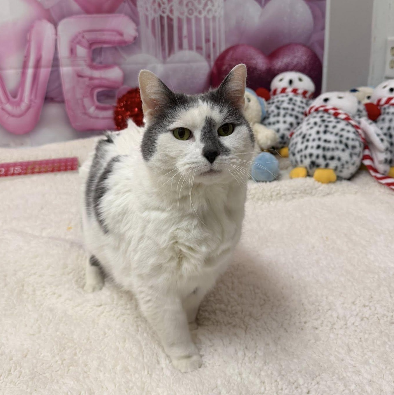 Enlarge Nugget, a Adoptable Domestic Short Hair in Martinsville, IN image 2/2