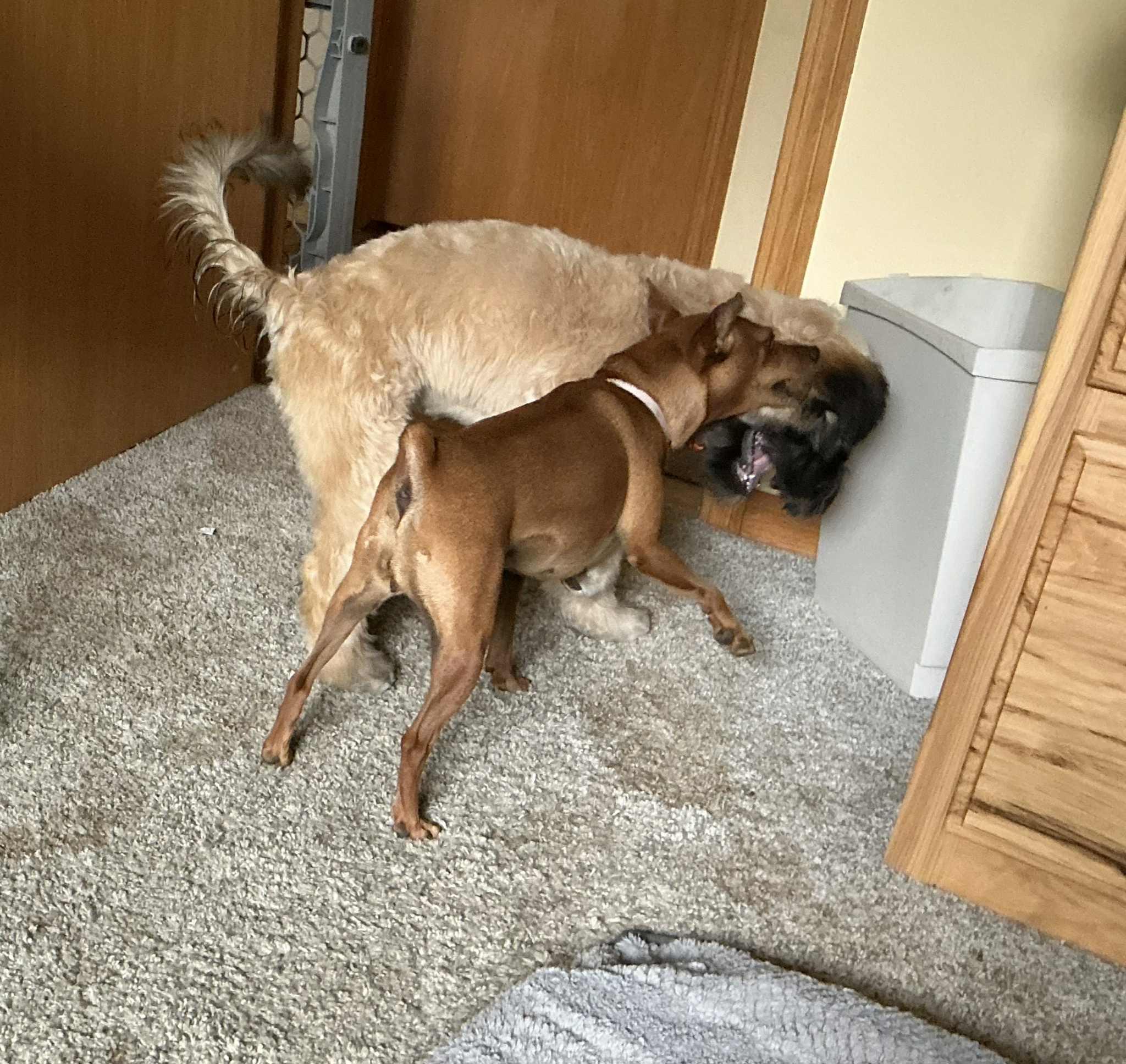 Saoirse, a Adoptable Wheaten Terrier in Manhattan, KS image 2/4