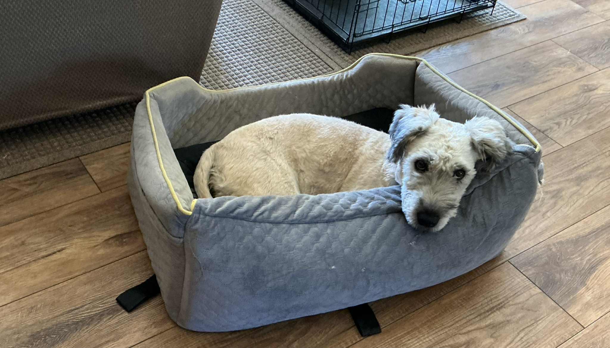 Saoirse, a Adoptable Wheaten Terrier in Manhattan, KS image 3/4