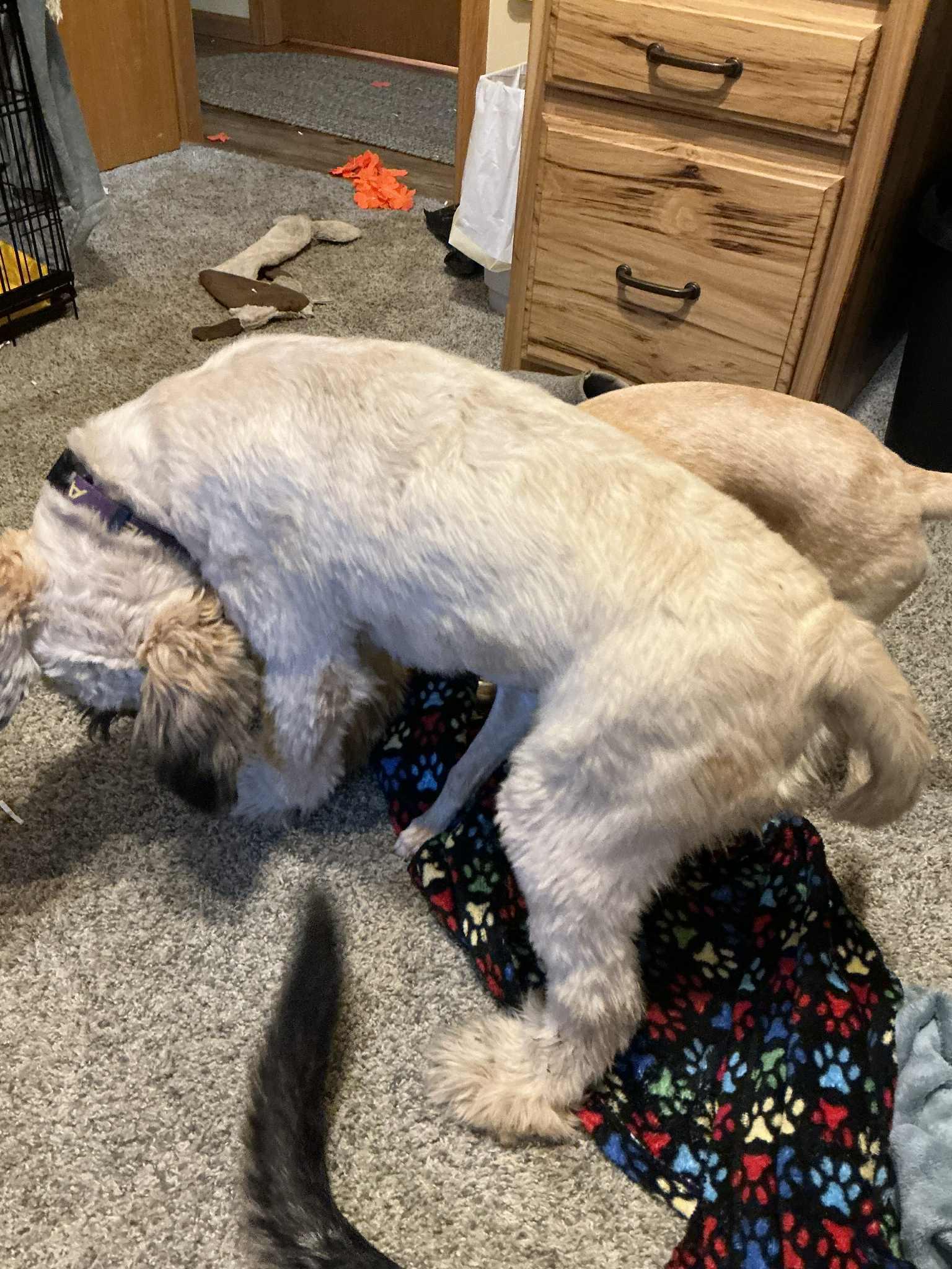 Saoirse, a Adoptable Wheaten Terrier in Manhattan, KS image 4/4