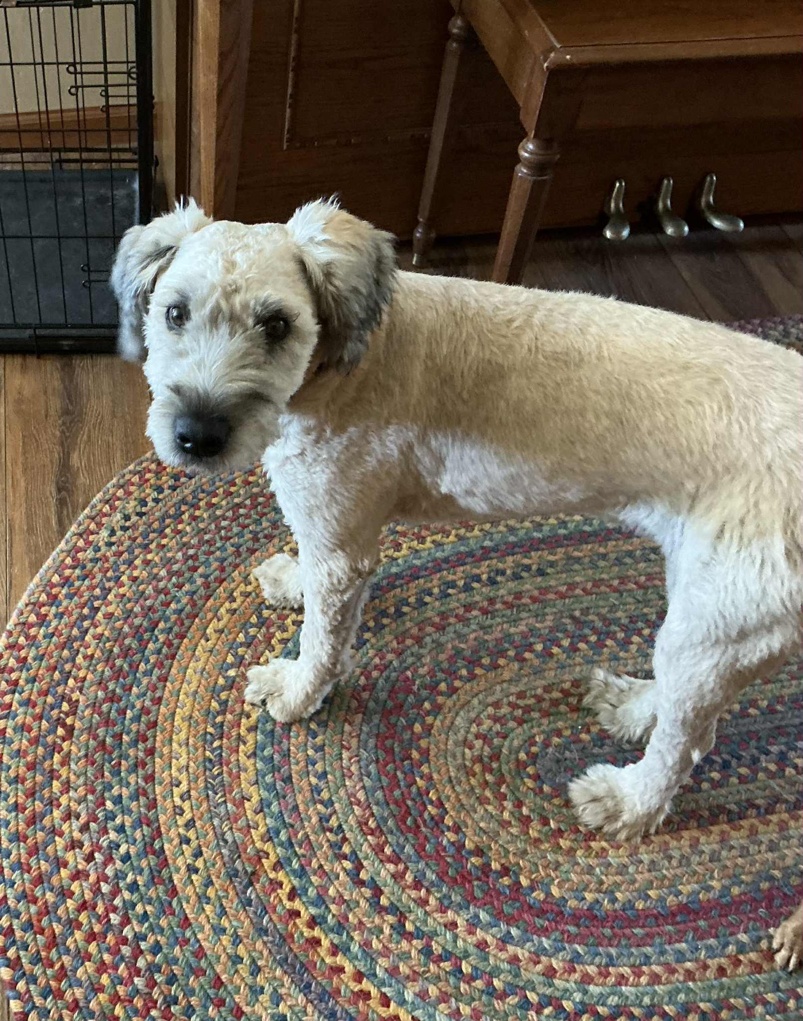 Saoirse, a Adoptable Wheaten Terrier in Manhattan, KS image 1/4