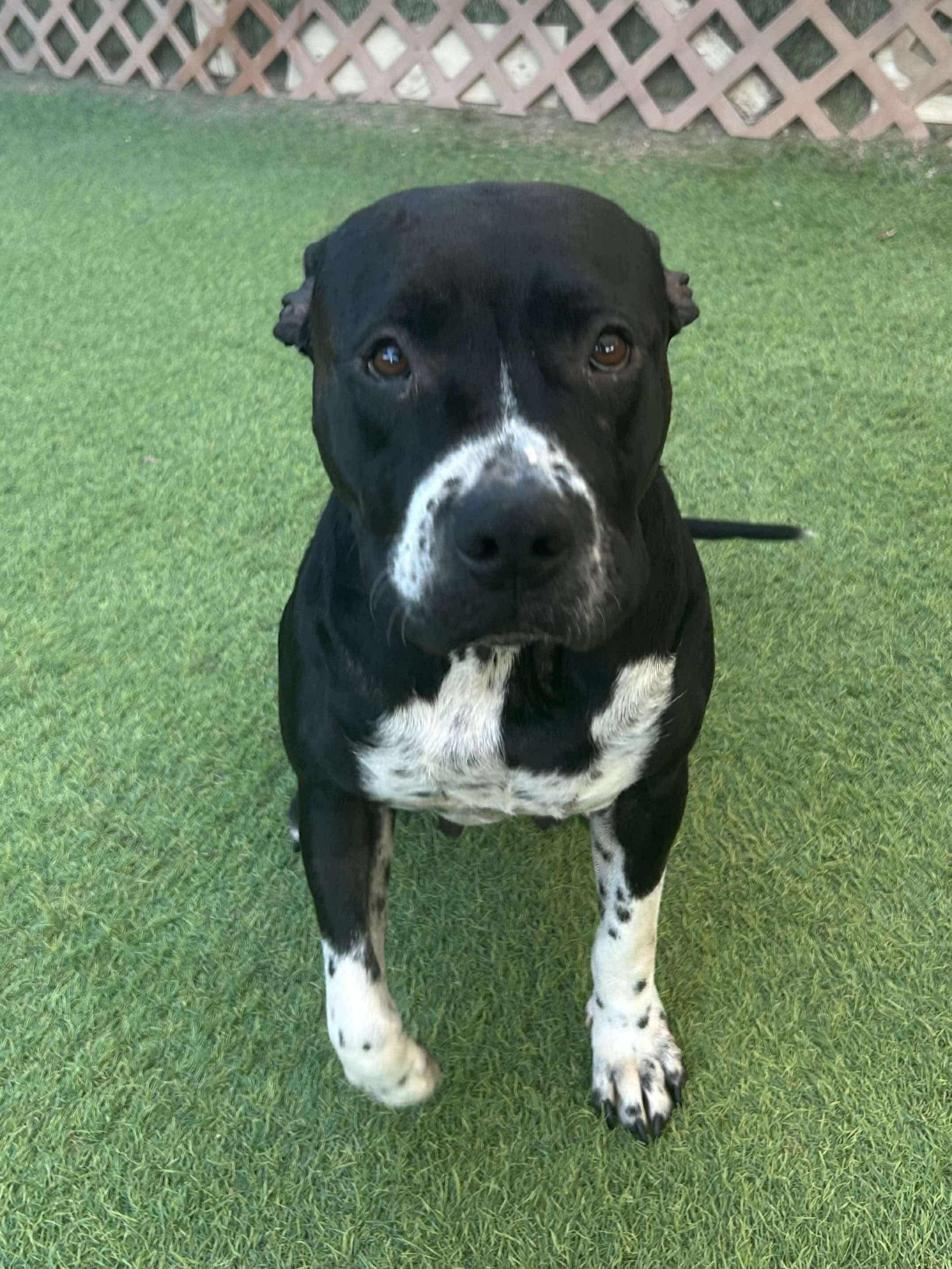 Peggy Sue, a Adoptable Pit Bull Terrier in Bellingham, WA image 2/6