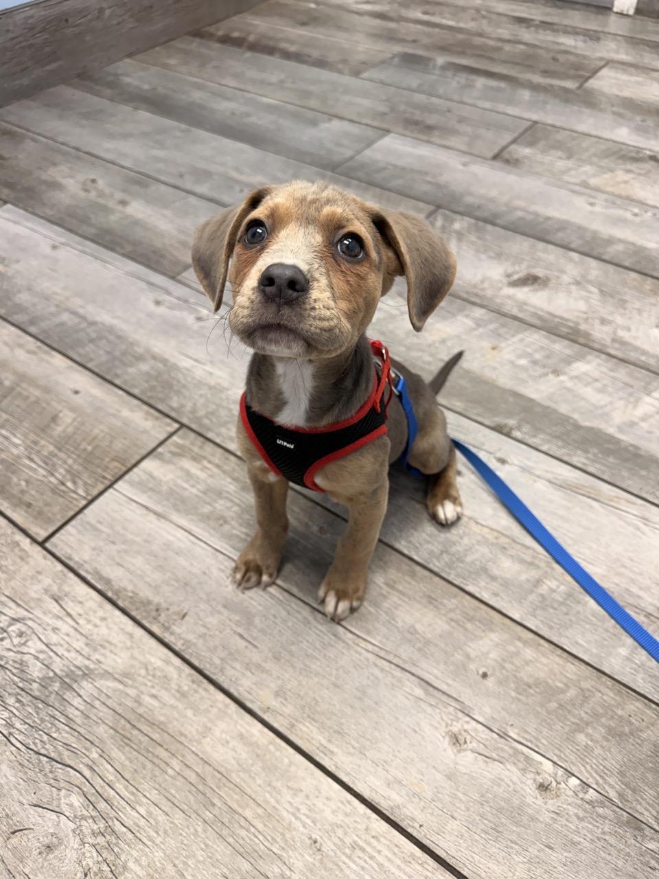 Fortune, ADOPTABLE, Puppy Male Hound.