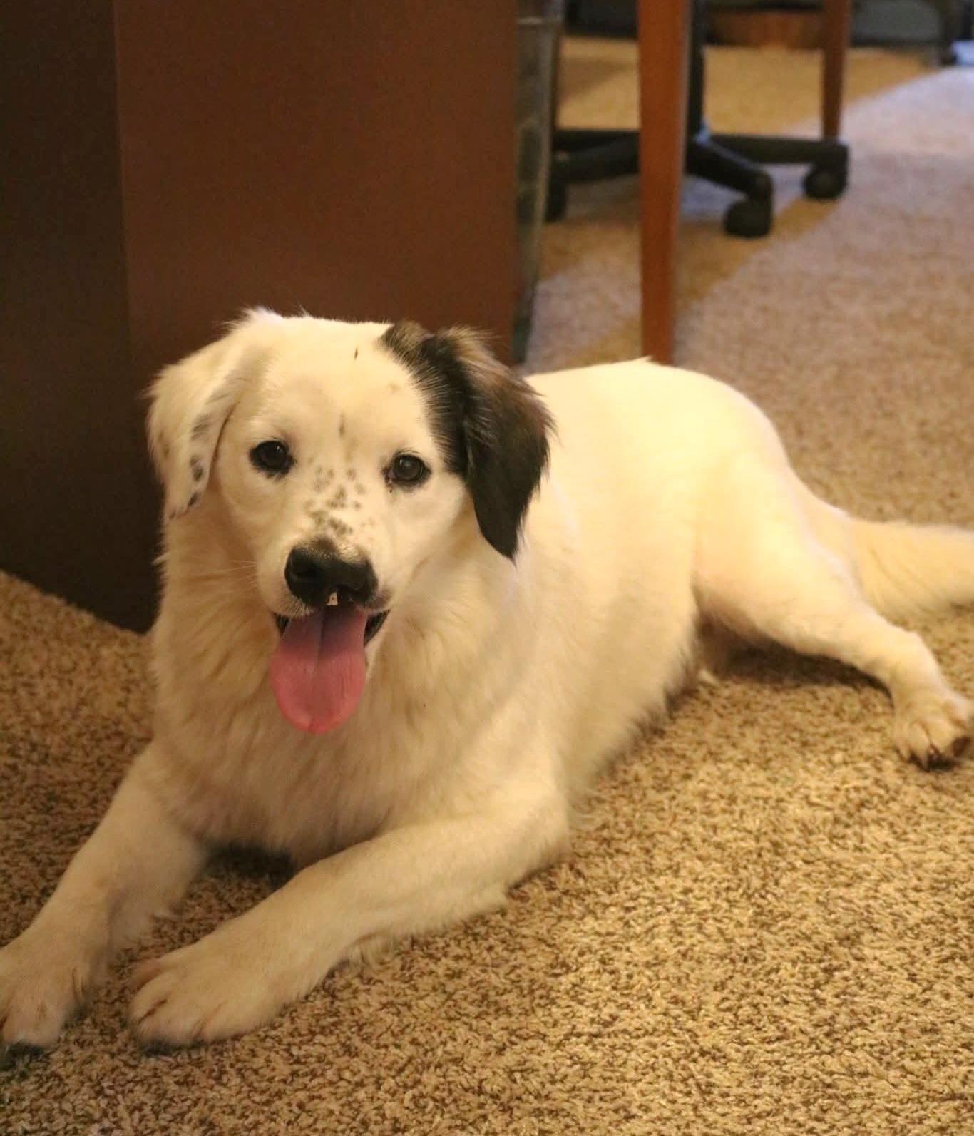 Enlarge Zoey, a ADOPTABLE mixed breed in Clinton, MO image 1/2