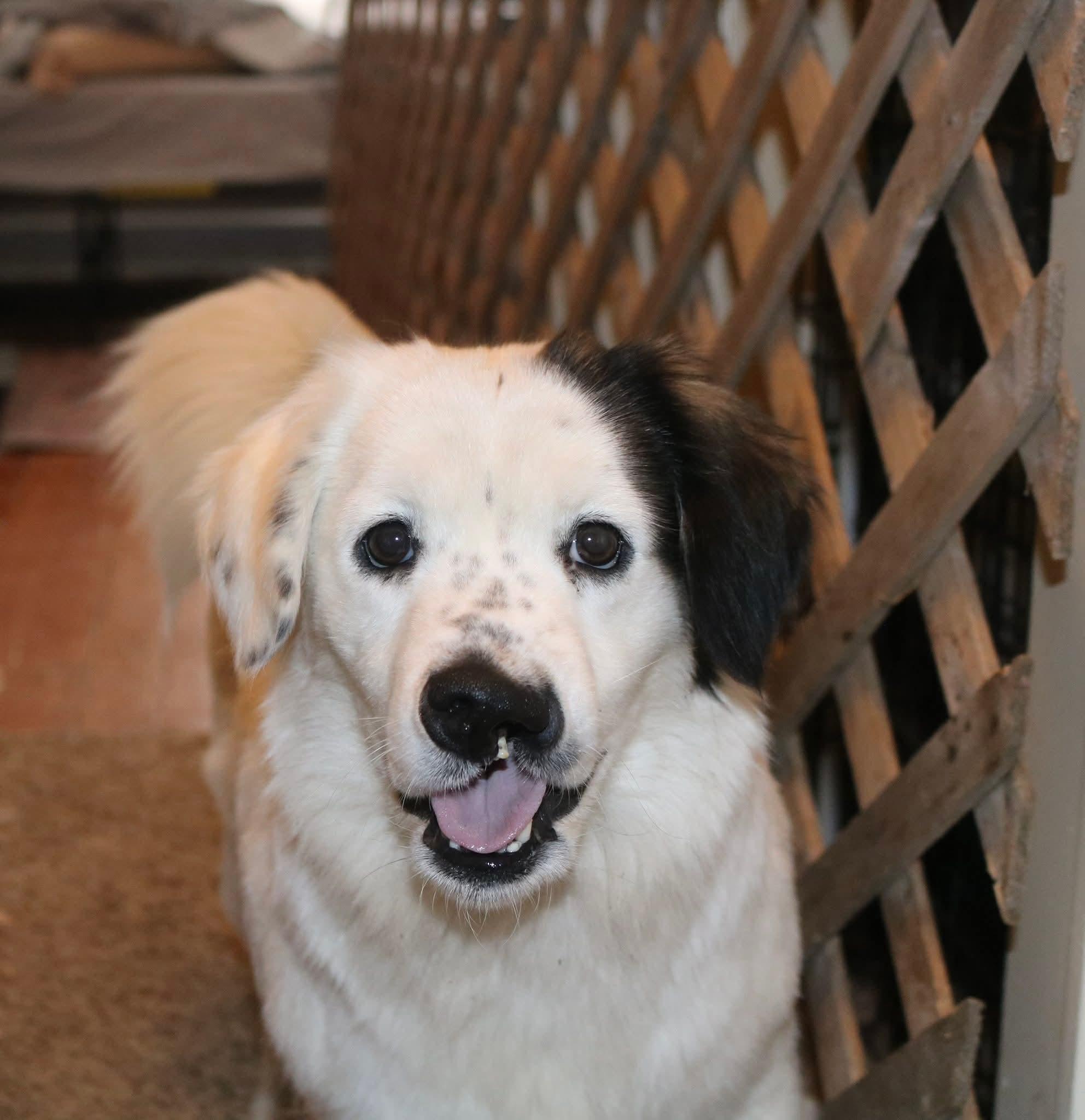 Enlarge Zoey, a ADOPTABLE mixed breed in Clinton, MO image 2/2