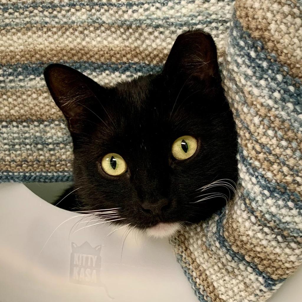 Marlowe, Adoptable, Adult Male Domestic Short Hair.