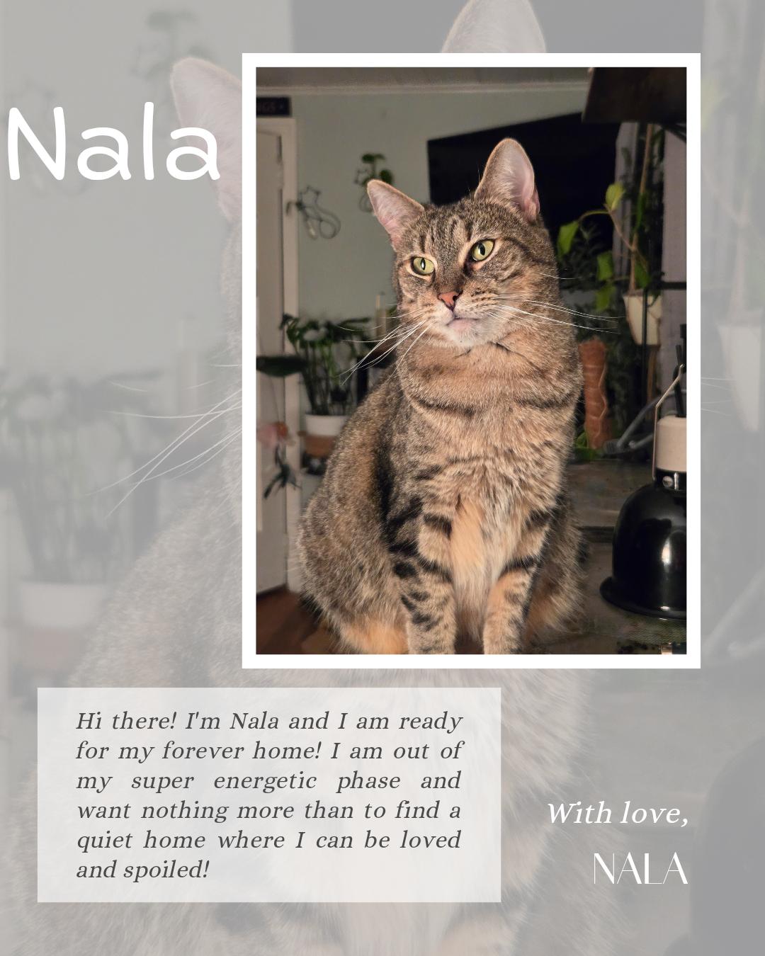 Enlarge Nala, a Adoptable Domestic Short Hair in Kenhorst, PA image 1/1