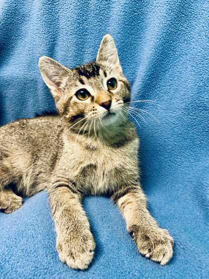 Percival, Adoptable, Young Male Domestic Short Hair.