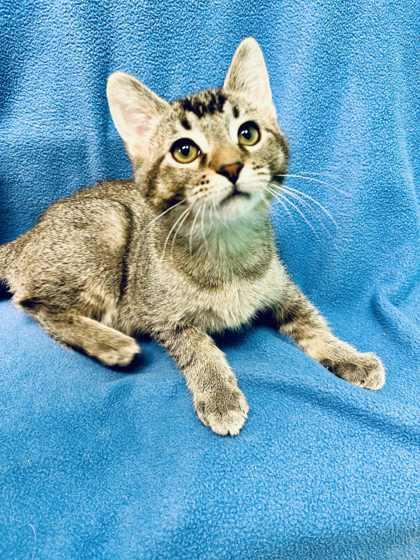 Percival, a Adoptable Domestic Short Hair in Alexandria, MN image 2/3