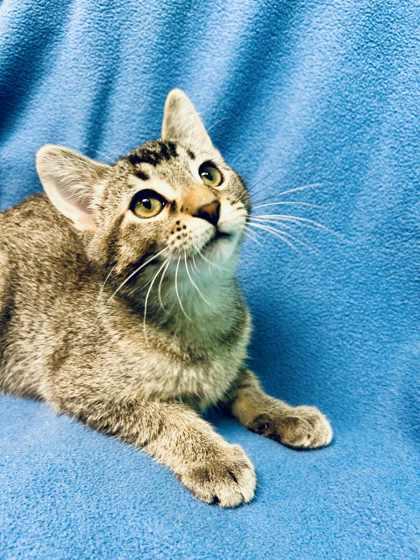 Percival, a Adoptable Domestic Short Hair in Alexandria, MN image 3/3
