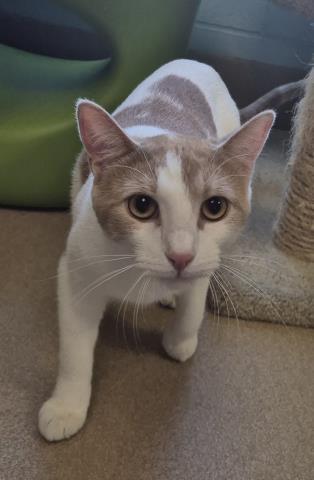 MILO, Adoptable, Young Male Domestic Short Hair.
