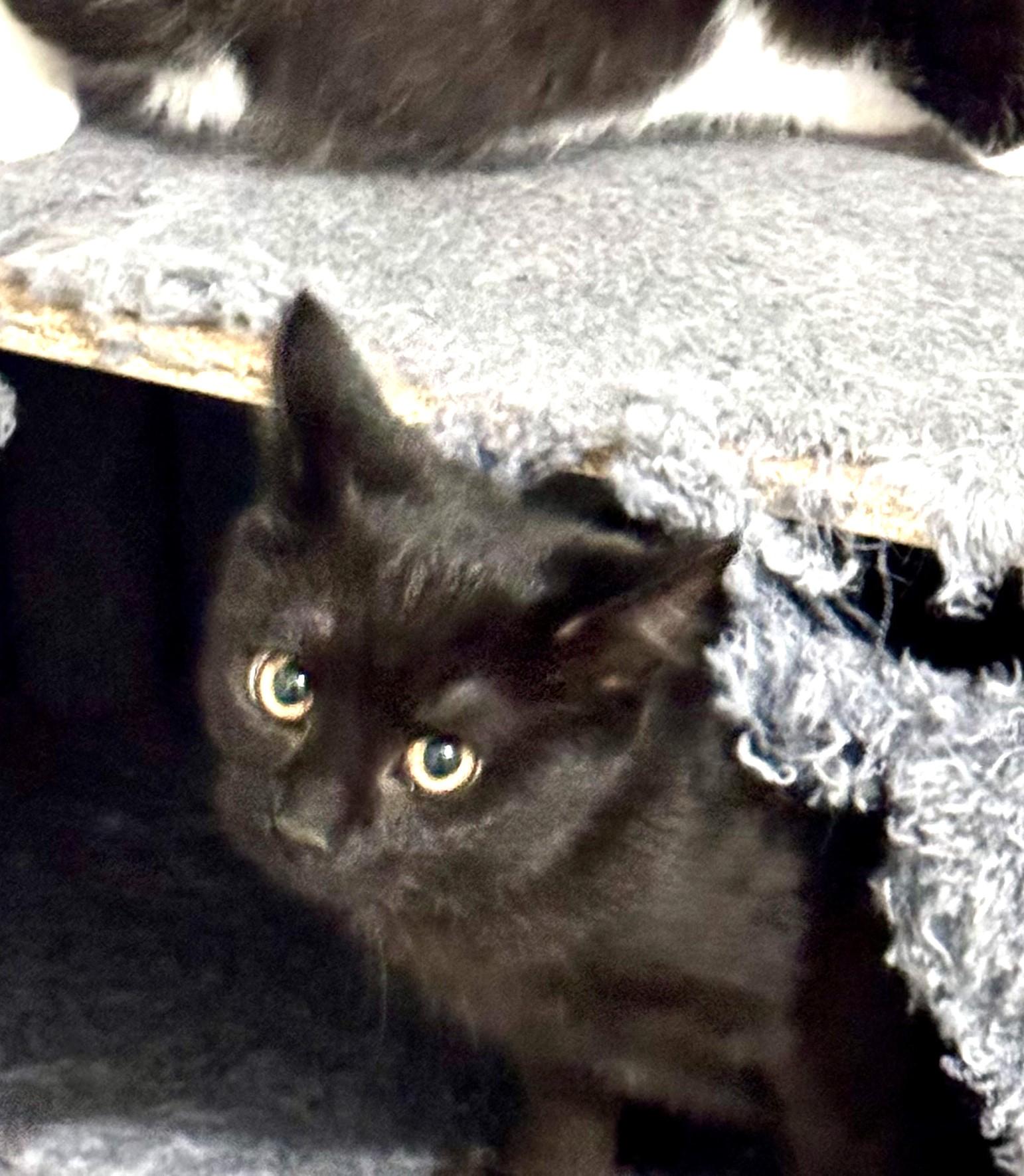 Enlarge Rain, fun & friendly playful baby beauty!, a ADOPTABLE mixed breed in Bonney Lake, WA image 2/4